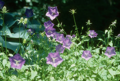 Campanula carpatica