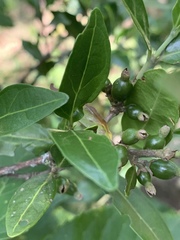 Tricalysia capensis capensis