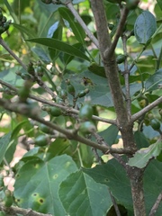 Tricalysia capensis capensis