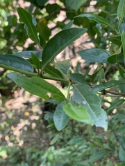 Tricalysia capensis capensis