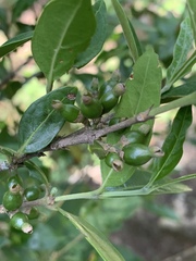 Tricalysia capensis capensis