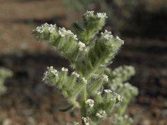 Oreocarya hoffmannii
