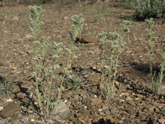 Oreocarya hoffmannii