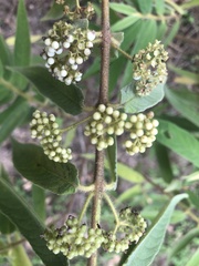 Callicarpa pilosissima