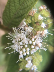 Callicarpa pilosissima