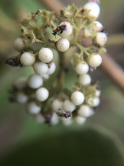 Callicarpa pilosissima