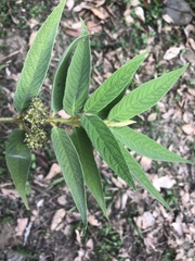 Callicarpa pilosissima