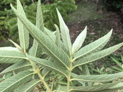 Callicarpa pilosissima
