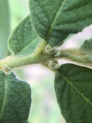 Callicarpa pilosissima