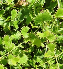 Centella callioda