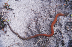 Pygopus lepidopodus