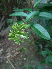 Heliotropium sarmentosum