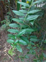 Heliotropium sarmentosum