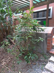 Heliotropium sarmentosum