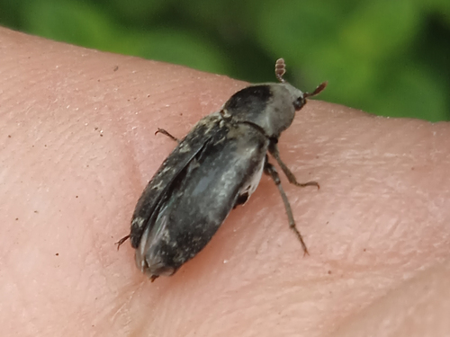 Dermestes carnivorus, 2025-10-16