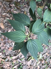 Cornus macrophylla