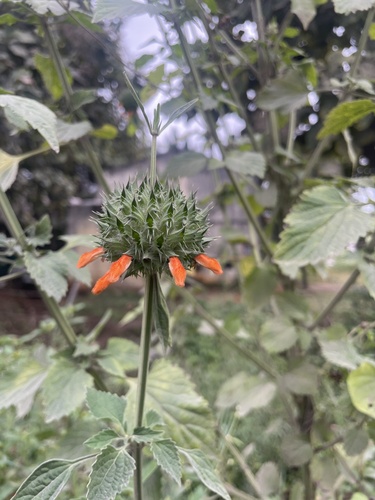 lion's ear