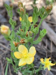 Hypericum lalandii