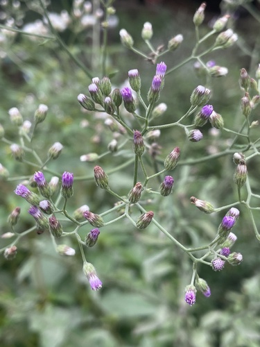 little ironweed