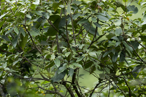 Lithocarpus litseifolius observed 2025-09-23