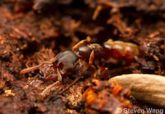 Stigmatomma pallipes