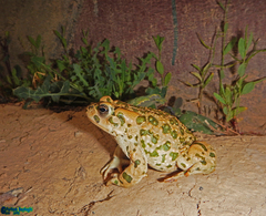 Bufotes perrini