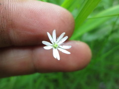 Stellaria longifolia