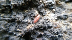 Androniscus dentiger