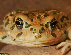 Bufotes perrini