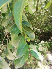 Maytenus peduncularis