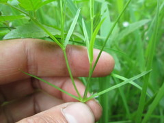 Stellaria longifolia
