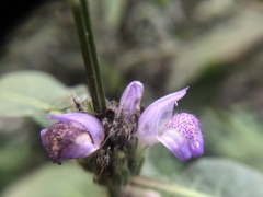 Hygrophila pogonocalyx