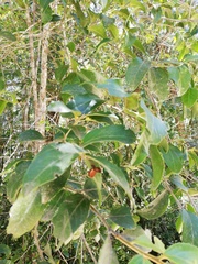 Maytenus peduncularis