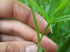 Stellaria longifolia