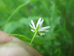 Stellaria longifolia