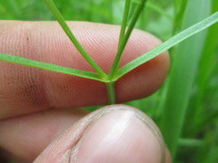 Stellaria longifolia