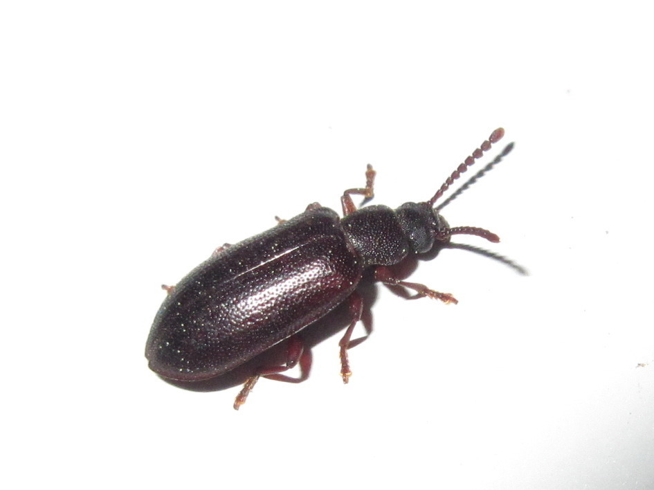 Lupropini