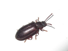 Luprops orientalis