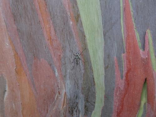Toxorhynchites brevipalpis observed 2025-10-11