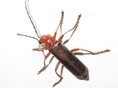 Cantharis soeulensis