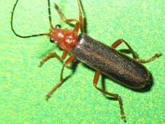 Cantharis soeulensis