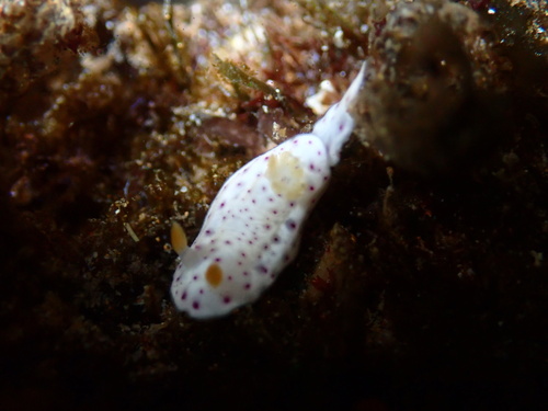 Chromodoris aspersa observed 2025-10-20