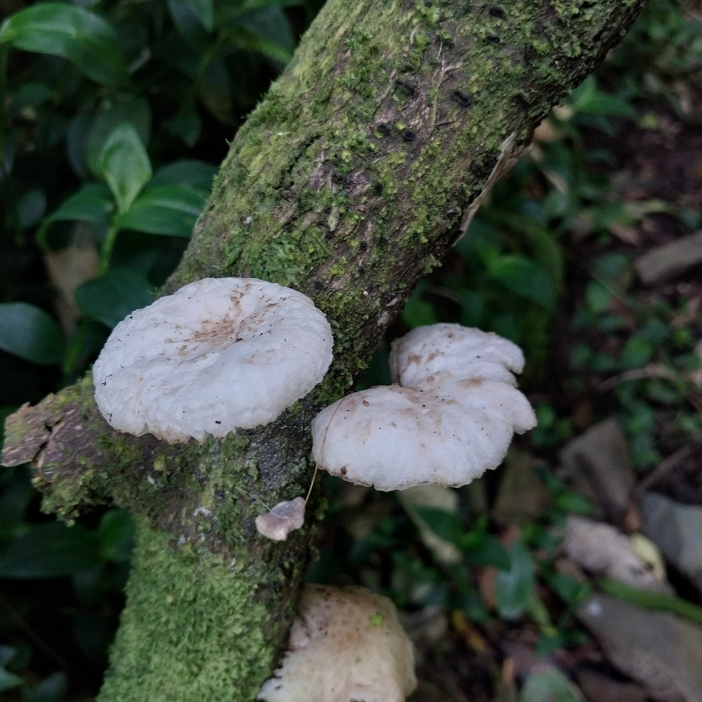 Oudemansiella australis · October 2025 · photo: © kiwialli (iNaturalist, cc-by)