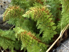 Polystichum cystostegium