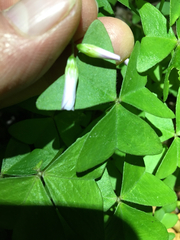 Oxalis intermedia