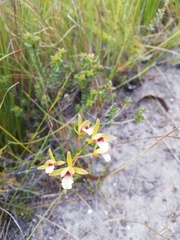 Eulophia tristis