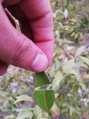 Maytenus acuminata