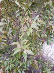 Maytenus acuminata
