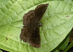 Staphylus ascalaphus