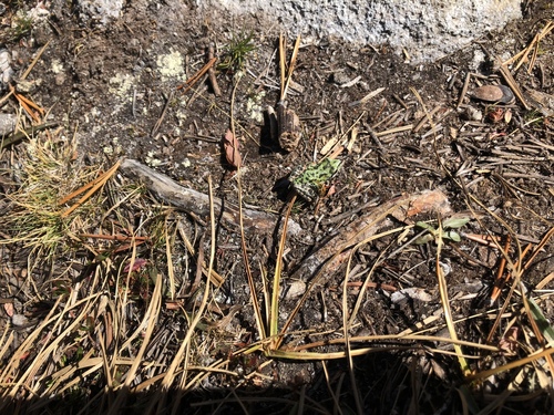 iNaturalist observation photo of Pacific chorus frog